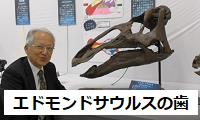 エドモンドサウルスの歯