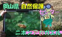 春をまつ生き物①ニホンアカガエル