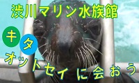 キタオットセイに会おう