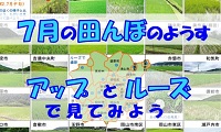 7月の田んぼの様子（PDF）
