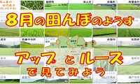８月の田んぼの様子（PDF)