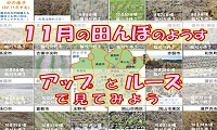 １１月の田んぼ（PDF）