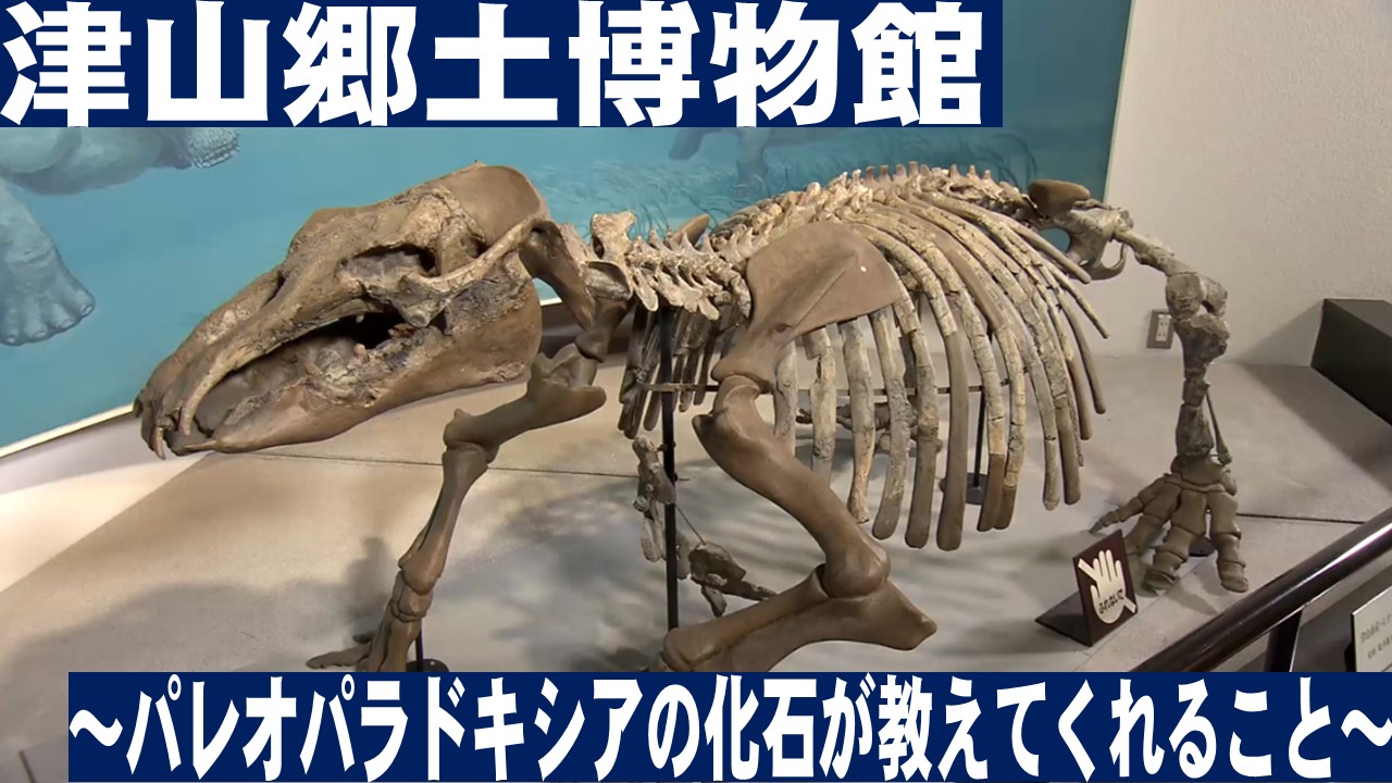 津山郷土博物館　～パレオパラドキシアの化石が教えてくれること～