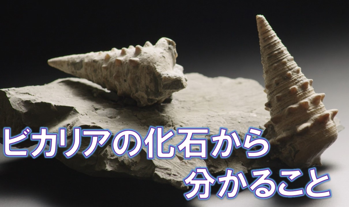 岡山県の優れた示準化石