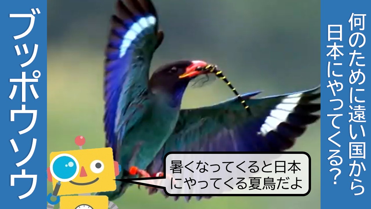 南の国からやってきて子育てをする鳥「ブッポウソウ」